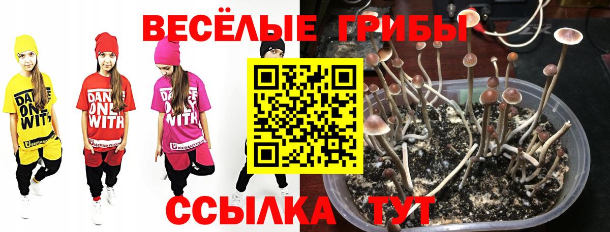Псилоцибиновые грибы Psilocybine cubensis Воскресенск